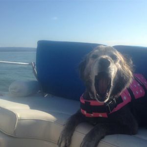 Meet your Posher, Merry-roche